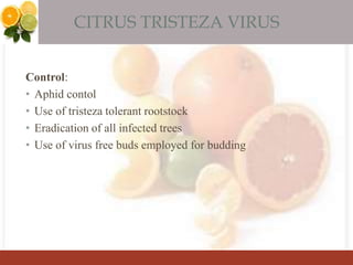 CITRUS TRISTEZA VIRUS
Control:
• Aphid contol
• Use of tristeza tolerant rootstock
• Eradication of all infected trees
• Use of virus free buds employed for budding
 