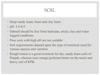 SOIL
• Deep sandy loam, loam and clay loam
• pH: 5.5-8.5
• Subsoil should be free from hard pan, sticky clay and water
logged conditions
• Poor soils with high pH are not suitable
• Soil requirements depend upon the type of rootstock used for
various species and varieties.
• Rough lemon is a good rootstock for dry, sandy loam soils of
Punjab, whereas sour orange performs better on the moist and
heavy soil of KPK.
 