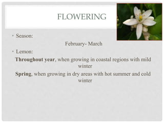FLOWERING
• Season:
February- March
• Lemon:
Throughout year, when growing in coastal regions with mild
winter
Spring, when growing in dry areas with hot summer and cold
winter
 