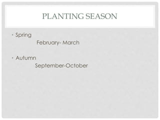 PLANTING SEASON
• Spring
February- March
• Autumn
September-October
 