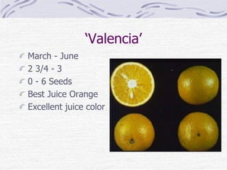 ‘Valencia’
March - June
2 3/4 - 3
0 - 6 Seeds
Best Juice Orange
Excellent juice color
 