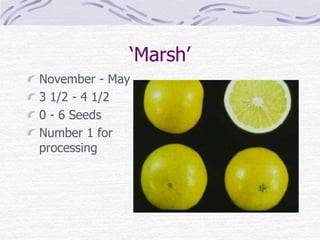 ‘Marsh’
November - May
3 1/2 - 4 1/2
0 - 6 Seeds
Number 1 for
processing
 