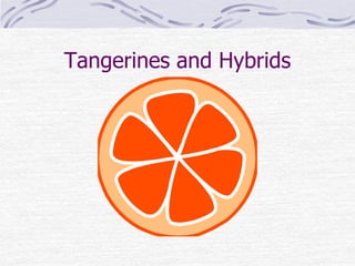 Tangerines and Hybrids
 