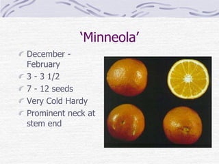 ‘Minneola’
December -
February
3 - 3 1/2
7 - 12 seeds
Very Cold Hardy
Prominent neck at
stem end
 