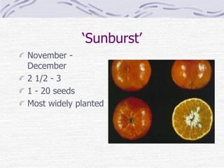 ‘Sunburst’
November -
December
2 1/2 - 3
1 - 20 seeds
Most widely planted
 