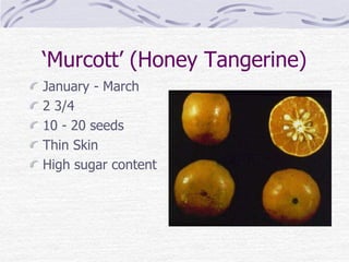 ‘Murcott’ (Honey Tangerine)
January - March
2 3/4
10 - 20 seeds
Thin Skin
High sugar content
 