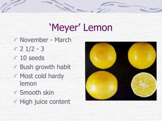 ‘Meyer’ Lemon
November - March
2 1/2 - 3
10 seeds
Bush growth habit
Most cold hardy
lemon
Smooth skin
High juice content
 