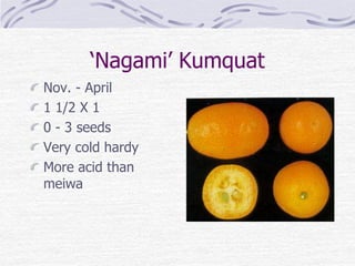 ‘Nagami’ Kumquat
Nov. - April
1 1/2 X 1
0 - 3 seeds
Very cold hardy
More acid than
meiwa
 