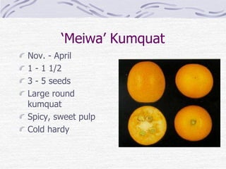 ‘Meiwa’ Kumquat
Nov. - April
1 - 1 1/2
3 - 5 seeds
Large round
kumquat
Spicy, sweet pulp
Cold hardy
 