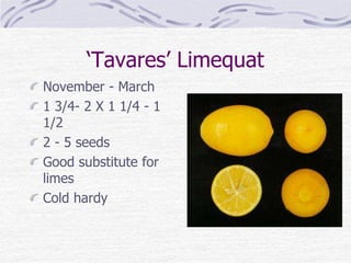 ‘Tavares’ Limequat
November - March
1 3/4- 2 X 1 1/4 - 1
1/2
2 - 5 seeds
Good substitute for
limes
Cold hardy
 