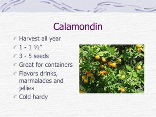 Calamondin
Harvest all year
1 - 1 ½”
3 - 5 seeds
Great for containers
Flavors drinks,
marmalades and
jellies
Cold hardy
 