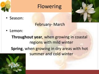 Flowering
• Season:
February- March
• Lemon:
Throughout year, when growing in coastal
regions with mild winter
Spring, when growing in dry areas with hot
summer and cold winter
 