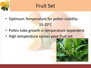 Fruit Set
• Optimum Temperature for pollen viability:
15-20°C
• Pollen tube growth is temperature dependent
• High temperature causes poor fruit set
 