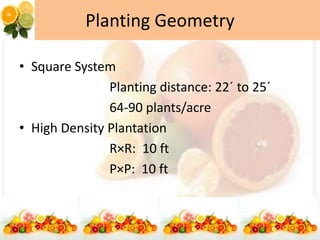 Planting Geometry
• Square System
Planting distance: 22´ to 25´
64-90 plants/acre
• High Density Plantation
R×R: 10 ft
P×P: 10 ft
 