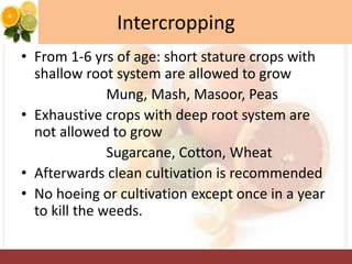 Intercropping
• From 1-6 yrs of age: short stature crops with
shallow root system are allowed to grow
Mung, Mash, Masoor, Peas
• Exhaustive crops with deep root system are
not allowed to grow
Sugarcane, Cotton, Wheat
• Afterwards clean cultivation is recommended
• No hoeing or cultivation except once in a year
to kill the weeds.
 