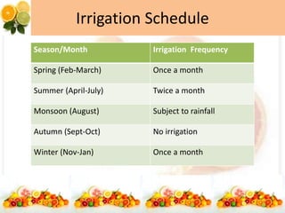Irrigation Schedule
Season/Month Irrigation Frequency
Spring (Feb-March) Once a month
Summer (April-July) Twice a month
Monsoon (August) Subject to rainfall
Autumn (Sept-Oct) No irrigation
Winter (Nov-Jan) Once a month
 