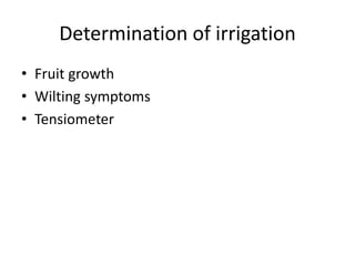 Determination of irrigation
• Fruit growth
• Wilting symptoms
• Tensiometer
 