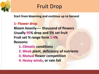 Fruit Drop
Start from blooming and continue up to harvest
1- Flower drop
Bloom heavily---- thousand of flowers
Usually 95% drop and 5% set fruit
Fruit set % range form 1-4%
Reasons:
1. Climatic conditions
2. Weak plant, deficiency of nutrients
3. Mutual flower competition
4. Heavy winds, or rain fall
 