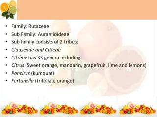• Family: Rutaceae
• Sub Family: Aurantioideae
• Sub family consists of 2 tribes:
• Clausenae and Citreae
• Citreae has 33 genera including
• Citrus (Sweet orange, mandarin, grapefruit, lime and lemons)
• Poncirus (kumquat)
• Fortunella (trifoliate orange)
 