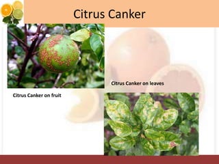 Citrus Canker
Citrus Canker on fruit
Citrus Canker on leaves
 