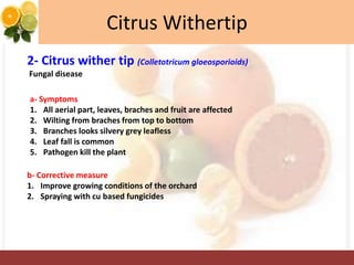 Citrus Withertip
2- Citrus wither tip (Colletotricum gloeosporioids)
Fungal disease
a- Symptoms
1. All aerial part, leaves, braches and fruit are affected
2. Wilting from braches from top to bottom
3. Branches looks silvery grey leafless
4. Leaf fall is common
5. Pathogen kill the plant
b- Corrective measure
1. Improve growing conditions of the orchard
2. Spraying with cu based fungicides
 