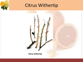 Citrus Withertip
Citrus withertip
 