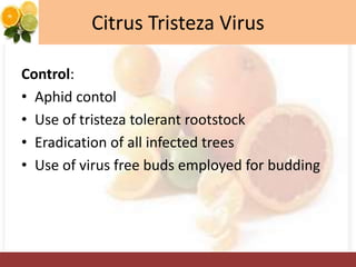 Citrus Tristeza Virus
Control:
• Aphid contol
• Use of tristeza tolerant rootstock
• Eradication of all infected trees
• Use of virus free buds employed for budding
 