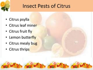 Insect Pests of Citrus
• Citrus psylla
• Citrus leaf miner
• Citrus fruit fly
• Lemon butterfly
• Citrus mealy bug
• Citrus thrips
 