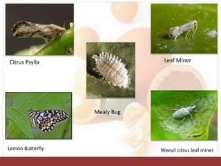 Citrus Psylla Leaf Miner
Mealy Bug
Lemon Butterfly Weevil citrus leaf miner
 