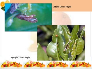 Adult; Citrus Psylla
Nymph; Citrus Psylla
 