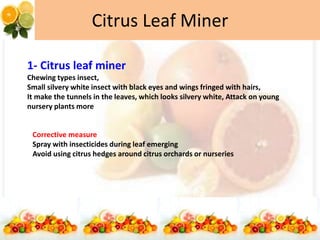 Citrus Leaf Miner
1- Citrus leaf miner
Chewing types insect,
Small silvery white insect with black eyes and wings fringed with hairs,
It make the tunnels in the leaves, which looks silvery white, Attack on young
nursery plants more
Corrective measure
Spray with insecticides during leaf emerging
Avoid using citrus hedges around citrus orchards or nurseries
 