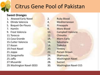 Citrus Gene Pool of Pakistan
Sweet Oranges
1. Atwood Early Navel 2. Ruby Blood
3. Olinda Valencia 4. Mediterranean
5. Boquet-De-Fleura 6. Pineapple
7. Hamlin 8. Moro Blood
9. Frost Valencia 10. Campbell Valencia
11.Torocco 12. Chinotto
13.Casa Grande 14. Marrs Early
15.Cutter Valencia 16. Salustiana
17.Kozan 18. Trabulus
19.Frost Navel 20. Hinkley
21.Joppa 22. Parson Brown
23.Sanguinello 24. Shamoute
25.Jaffa 26. Washington Navel
27.Musambi 28. Succari
29.Washington Navel-3033 30. Washington Navel-315
 