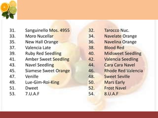 31. Sanguinello Mos. 4955 32. Tarocco Nuc.
33. Moro Nucellar 34. Navelate Orange
35. New Hall Orange 36. Navelina Orange
37. Valencia Late 38. Blood Red
39. Ruby Red Seedling 40. Midsweet Seedling
41. Amber Sweet Seedling 42. Valencia Seedling
43. Navel Seedling 44. Cara Cara Navel
45. Siamese Sweet Orange 46. Rhode Red Valencia
47. Venille 48. Sweet Seville
49. Lue-Gim-Roi-King 50. Mars Early
51. Dweet 52. Frost Navel
53. 7.U.A.F 54. 8.U.A.F
 