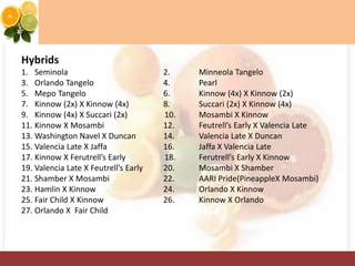 Hybrids
1. Seminola 2. Minneola Tangelo
3. Orlando Tangelo 4. Pearl
5. Mepo Tangelo 6. Kinnow (4x) X Kinnow (2x)
7. Kinnow (2x) X Kinnow (4x) 8. Succari (2x) X Kinnow (4x)
9. Kinnow (4x) X Succari (2x) 10. Mosambi X Kinnow
11. Kinnow X Mosambi 12. Feutrell’s Early X Valencia Late
13. Washington Navel X Duncan 14. Valencia Late X Duncan
15. Valencia Late X Jaffa 16. Jaffa X Valencia Late
17. Kinnow X Ferutrell’s Early 18. Ferutrell’s Early X Kinnow
19. Valencia Late X Feutrell’s Early 20. Mosambi X Shamber
21. Shamber X Mosambi 22. AARI Pride(PineappleX Mosambi)
23. Hamlin X Kinnow 24. Orlando X Kinnow
25. Fair Child X Kinnow 26. Kinnow X Orlando
27. Orlando X Fair Child
 