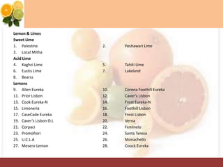 Lemon & Limes
Sweet Lime
1. Palestine 2. Peshawari Lime
3. Local Mitha
Acid Lime
4. Kaghzi Lime 5. Tahiti Lime
6. Eustis Lime 7. Lakeland
8. Bearss
Lemons
9. Allen Eureka 10. Corona Foothill Eureka
11. Prior Lisbon 12. Caver’s Lisbon
13. Cook Eureka-N 14. Frost Eureka-N
15. Limoneria 16. Foothill Lisbon
17. CaseCade Eureka 18. Frost Lisbon
19. Caver’s Lisbon O.L 20. Verna
21. Corpaci 22. Feminelo
23. Promofiori 24. Santa Teresa
25. U.C.L.A 26. Monachello
27. Mesero Lemon 28. Coock Eureka
 