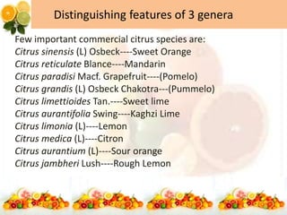 Distinguishing features of 3 genera
Few important commercial citrus species are:
Citrus sinensis (L) Osbeck----Sweet Orange
Citrus reticulate Blance----Mandarin
Citrus paradisi Macf. Grapefruit----(Pomelo)
Citrus grandis (L) Osbeck Chakotra---(Pummelo)
Citrus limettioides Tan.----Sweet lime
Citrus aurantifolia Swing----Kaghzi Lime
Citrus limonia (L)----Lemon
Citrus medica (L)----Citron
Citrus aurantium (L)----Sour orange
Citrus jambheri Lush----Rough Lemon
 