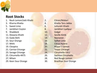 Root Stocks
1. Rouh Lemon/Jatti Khatti 2. Citron/Mokari
3. Kharna Khatta 4. Khatta Taru Jabba
5. Sweet Lime 6. Jullundri Khatti
7. Jambheri Ceylon 8. Jambheri Lyallpur
9. Shaddock 10. Galgal
11. Dewana Khatti 12. Seville Kimb
13. Gada Dehi 14. Nasnaran
15. Sour Orange 16. Sylhet Lime
17. Mithi 18. Citrus Hystrix
19. Cleoptra 20. Mayer’s Lemon
21. Carrizo Citrange 22. Troyer Citrange
23. Savage Citrange 24. Citrumello-1452
25. Citrumello-4475 26. Sachton Citrumello
27. Milam 28. Red Rough Lemon
29. Keen Sour Orange 30. Brazillian Sour Orange
 