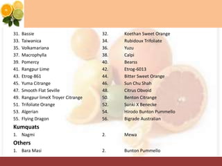 31. Bassie 32. Koethan Sweet Orange
33. Taiwanica 34. Rubidoux Trifoliate
35. Volkamariana 36. Yuzu
37. Macrophylla 38. Calpi
39. Pomercy 40. Bearss
41. Rangpur Lime 42. Etrog-6013
43. Etrog-861 44. Bitter Sweet Orange
45. Yuma Citrange 46. Sun Chu Shah
47. Smooth Flat Seville 48. Citrus Obvoid
49. Rangpur limeX Troyer Citrange 50. Benton Citrange
51. Trifoliate Orange 52. Sunki X Benecke
53. Algerian 54. Hirodo Bunton Pummello
55. Flying Dragon 56. Bigrade Australian
Kumquats
1. Nagmi 2. Mewa
Others
1. Bara Masi 2. Bunton Pummello
 