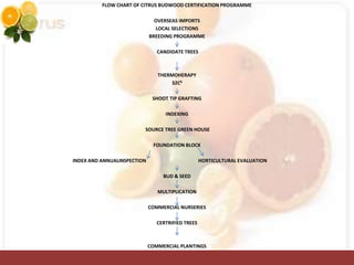 FLOW CHART OF CITRUS BUDWOOD CERTIFICATION PROGRAMME
OVERSEAS IMPORTS
LOCAL SELECTIONS
BREEDING PROGRAMME
CANDIDATE TREES
THERMOHERAPY
32C0
SHOOT TIP GRAFTING
INDEXING
SOURCE TREE GREEN HOUSE
FOUNDATION BLOCK
INDEX AND ANNUALINSPECTION HORTICULTURAL EVALUATION
BUD & SEED
MULTIPLICATION
COMMERCIAL NURSERIES
CERTRIFIED TREES
COMMERCIAL PLANTINGS
 