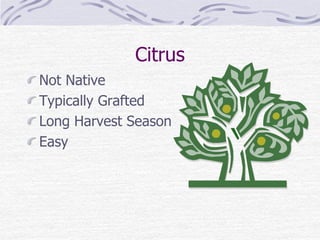Citrus
Not Native
Typically Grafted
Long Harvest Season
Easy
 