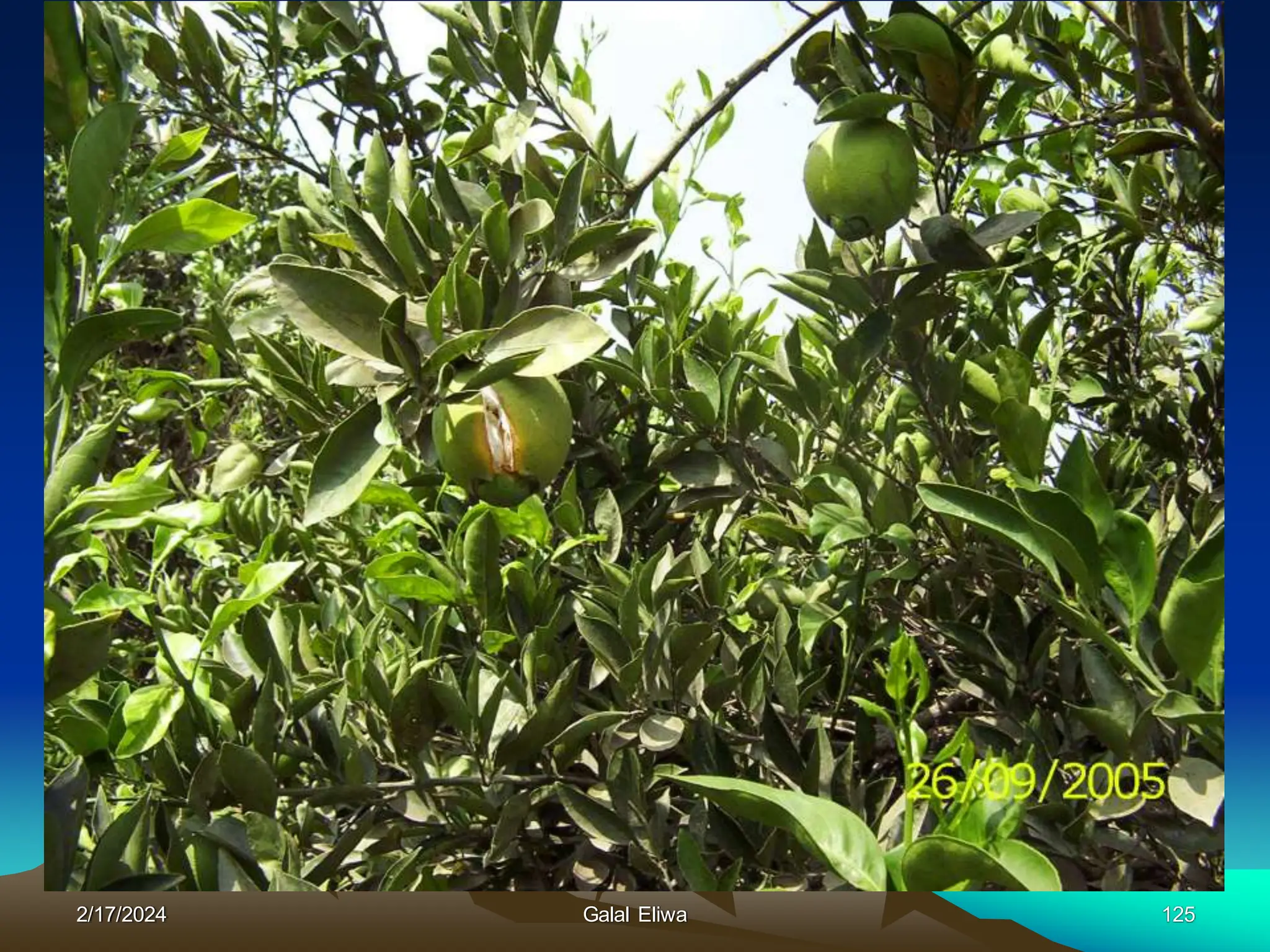 2/17/2024 Galal Eliwa 125
 