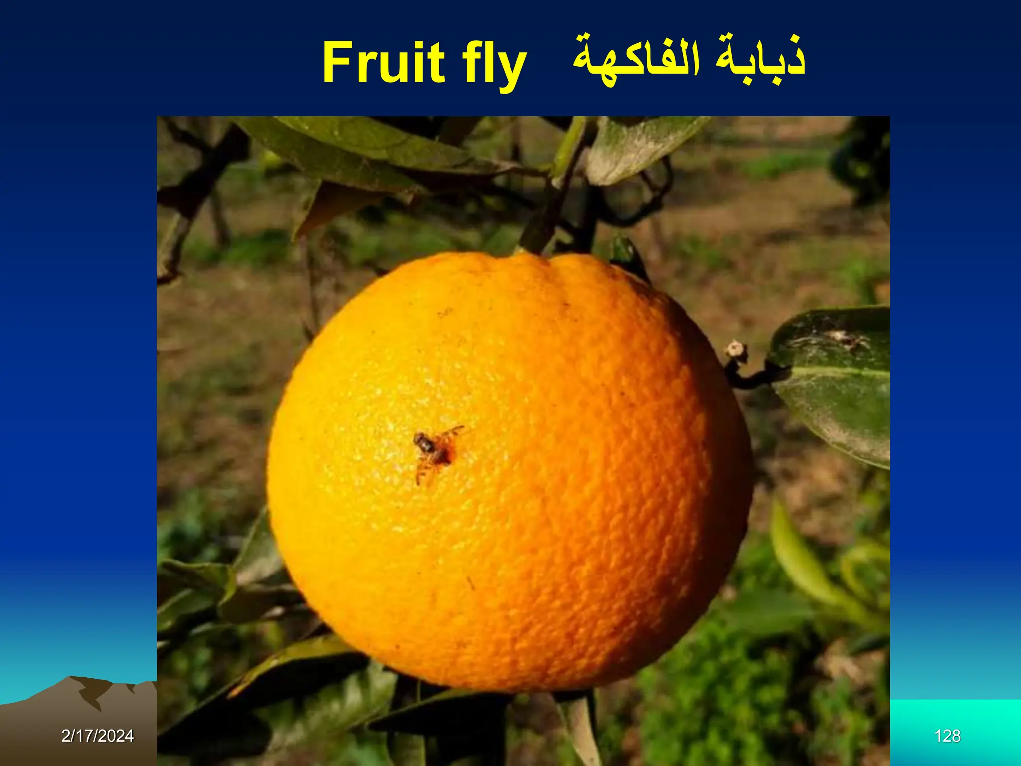 2/17/2024 Galal Eliwa 128
Fruit fly ‫الفاكهة‬ ‫ذبابة‬
 