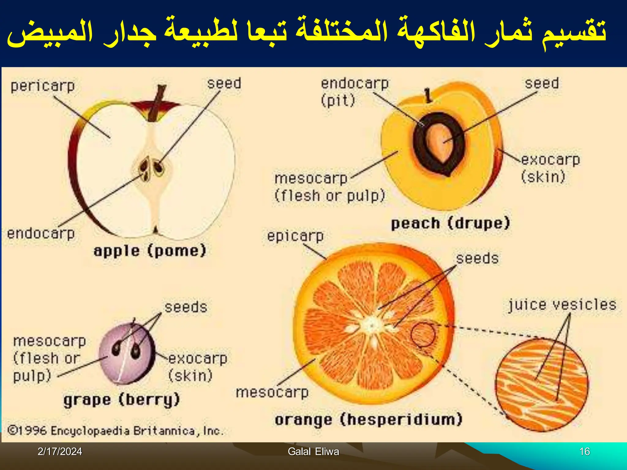 2/17/2024 Galal Eliwa 16
‫المبٌض‬ ‫جدار‬ ‫لطبٌعة‬ ‫تبعا‬ ‫المختلفة‬ ‫الفاكهة‬ ‫ثمار‬ ‫تقسٌم‬
 