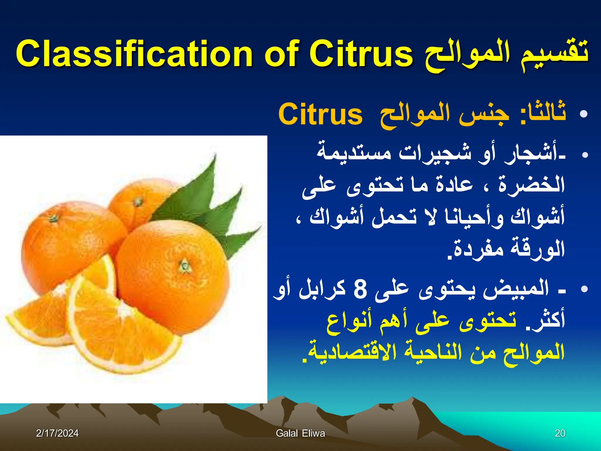 ‫الموالح‬ ‫تقسٌم‬
Classification of Citrus
•
‫ثالثا‬
:
‫الموالح‬ ‫جنس‬
Citrus
•
-
‫شجٌرات‬ ‫أو‬ ‫أشجار‬
‫مستدٌم‬
‫ة‬
‫ما‬ ‫عادة‬ ، ‫الخضرة‬
‫تحتوى‬
‫على‬
‫أشواك‬ ‫تحمل‬ ‫ال‬ ‫وأحٌانا‬ ‫أشواك‬
،
‫مفردة‬ ‫الورقة‬
.
•
-
‫على‬ ‫ٌحتوى‬ ‫المبٌض‬
8
‫أو‬ ‫كرابل‬
‫أكثر‬
.
‫أنواع‬ ‫أهم‬ ‫على‬ ‫تحتوى‬
‫االقتصادٌة‬ ‫الناحٌة‬ ‫من‬ ‫الموالح‬
.
2/17/2024 Galal Eliwa 20
 