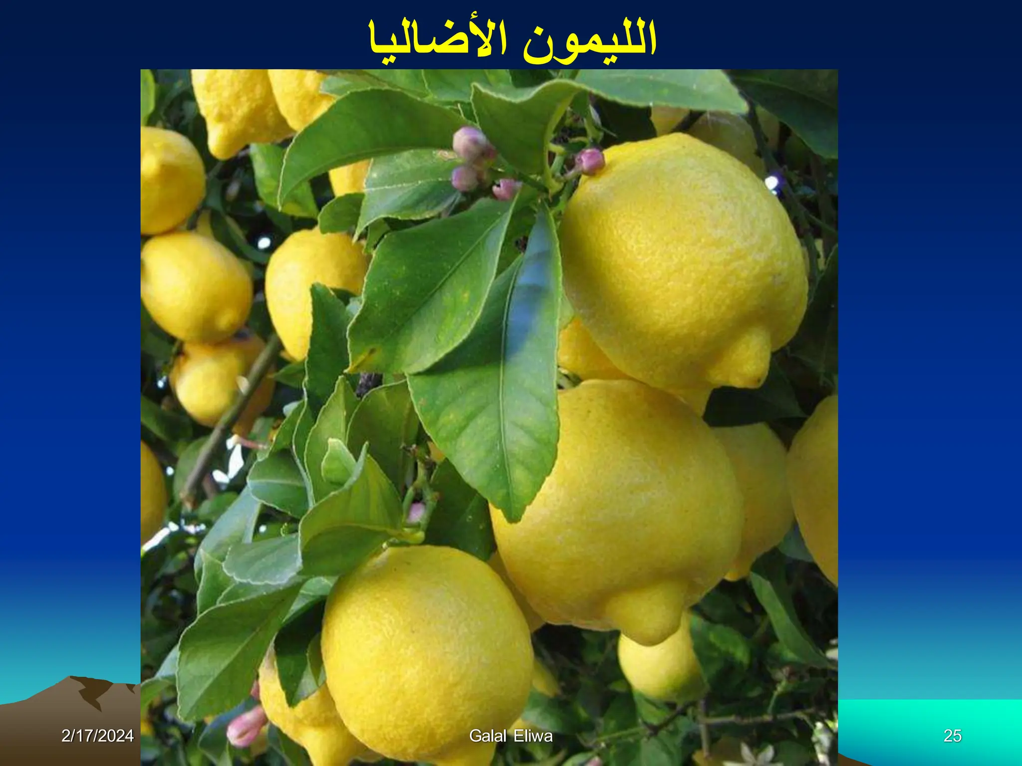 ‫األضالٌا‬ ‫اللٌمون‬
2/17/2024 Galal Eliwa 25
 