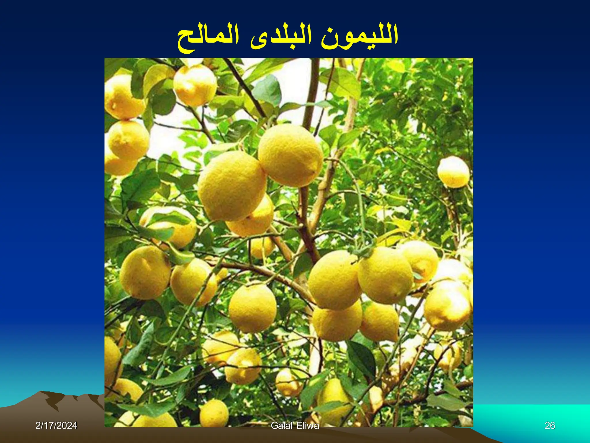 ‫المالح‬ ‫البلدى‬ ‫اللٌمون‬
2/17/2024 Galal Eliwa 26
 