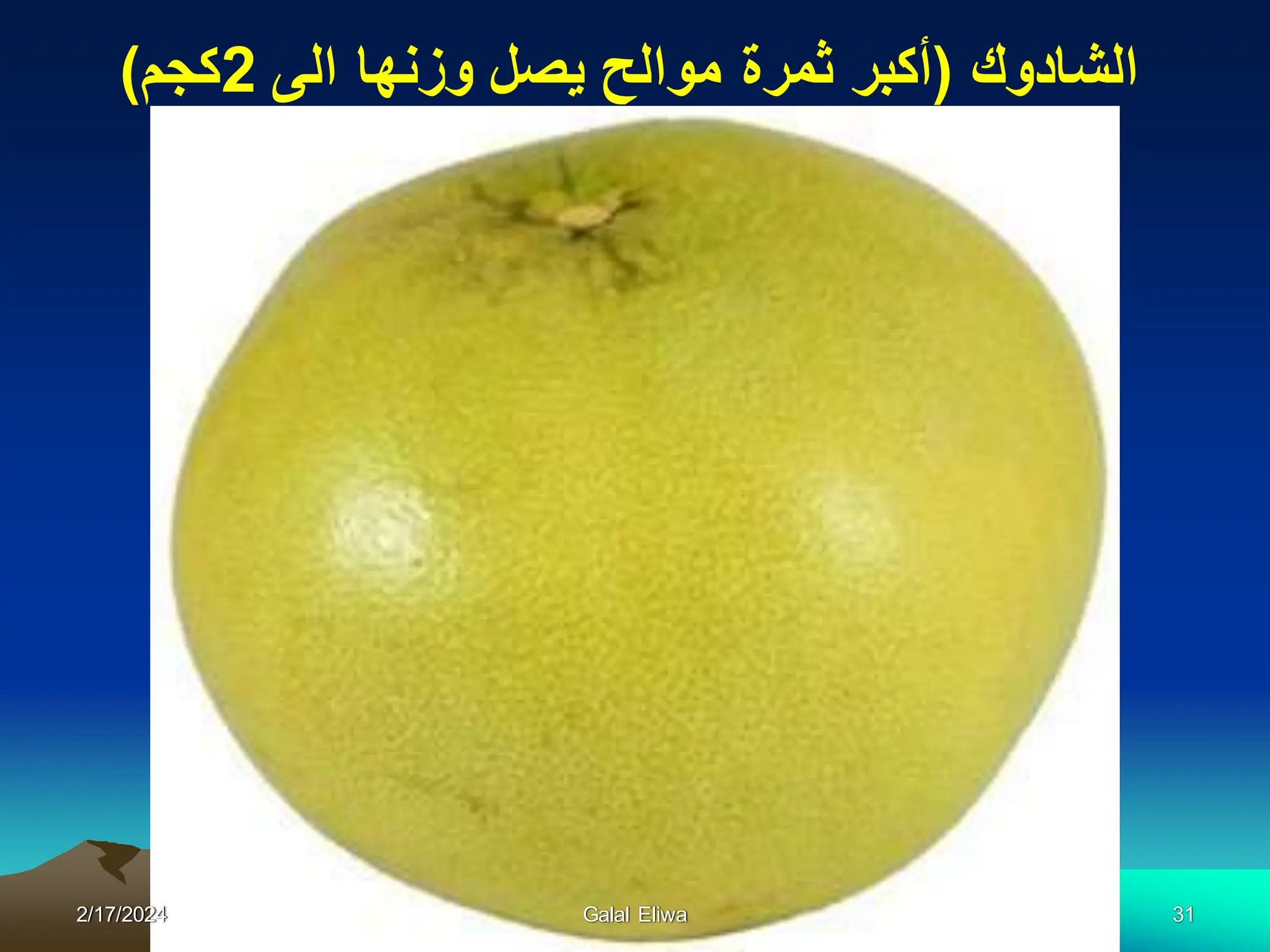 ‫الشادوك‬
(
‫الى‬ ‫وزنها‬ ‫ٌصل‬ ‫موالح‬ ‫ثمرة‬ ‫أكبر‬
2
‫كجم‬
)
2/17/2024 Galal Eliwa 31
 