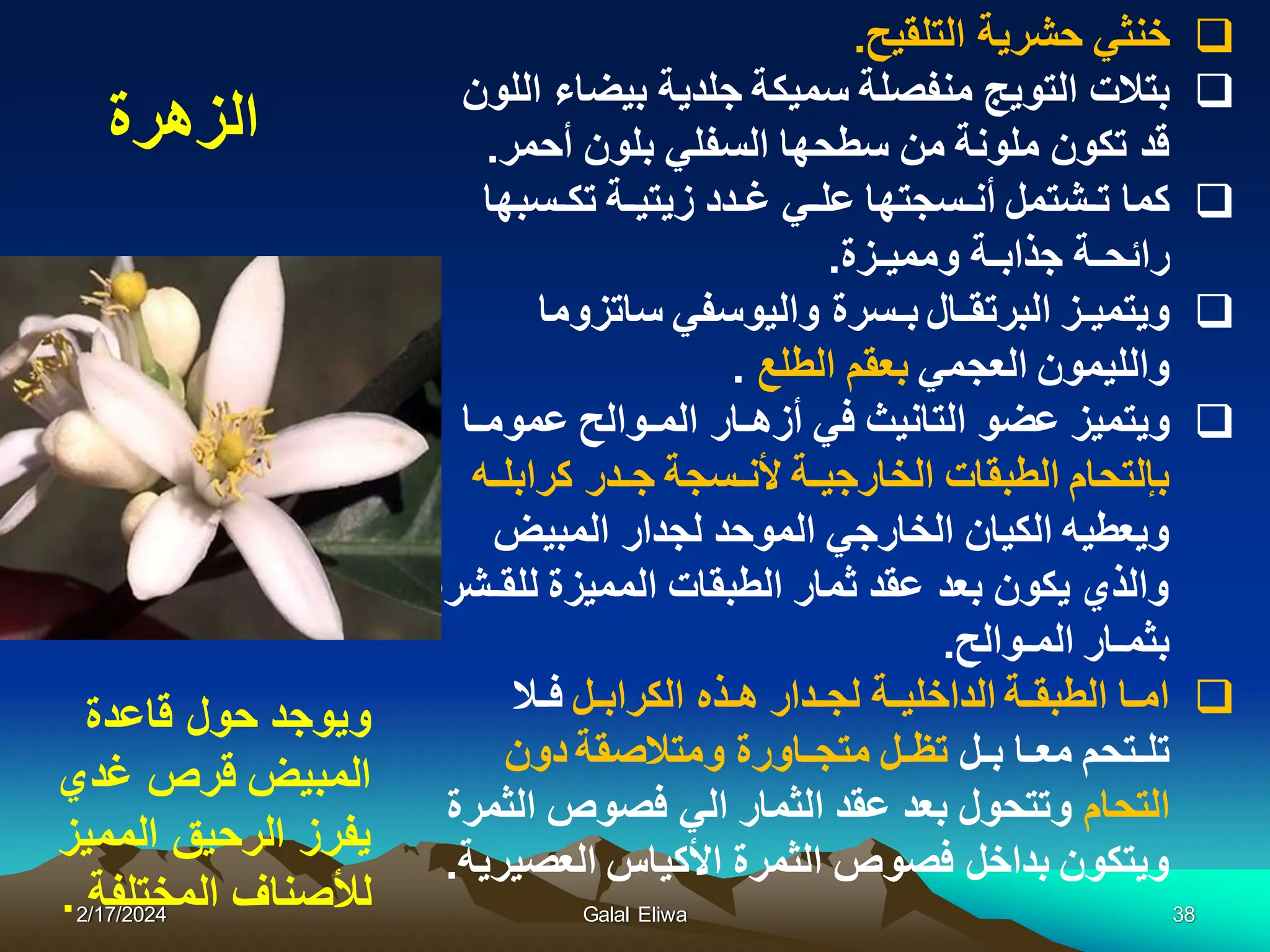 2/17/2024 Galal Eliwa 38

ً‫خنث‬
‫التلقٌح‬ ‫حشرٌة‬
.

‫بتالت‬
‫اللون‬ ‫بٌضاء‬ ‫جلدٌة‬ ‫سمٌكة‬ ‫منفصلة‬ ‫التوٌج‬
‫أحمر‬ ‫بلون‬ ً‫السفل‬ ‫سطحها‬ ‫من‬ ‫ملونة‬ ‫تكون‬ ‫قد‬
.

‫كما‬
‫تكـسبها‬ ‫زٌتٌـة‬ ‫غـدد‬ ً‫علـ‬ ‫أنـسجتها‬ ‫تـشتمل‬
‫وممٌـزة‬ ‫جذابـة‬ ‫رائحـة‬
.

‫وٌتمٌـز‬
ً‫والٌوسف‬ ‫بـسرة‬ ‫البرتقـال‬
‫ساتزوما‬
ً‫العجم‬ ‫واللٌمون‬
‫الطلع‬ ‫بعقم‬
.

‫وٌتمٌز‬
‫عمومـا‬ ‫المـوالح‬ ‫أزهـار‬ ً‫ف‬ ‫التانٌث‬ ‫عضو‬
‫جـدر‬ ‫ألنـسجة‬ ‫الخارجٌـة‬ ‫الطبقات‬ ‫بإلتحام‬
‫كرابلـه‬
‫المبٌض‬ ‫لجدار‬ ‫الموحد‬ ً‫الخارج‬ ‫الكٌان‬ ‫وٌعطٌه‬
‫للقـشرة‬ ‫الممٌزة‬ ‫الطبقات‬ ‫ثمار‬ ‫عقد‬ ‫بعد‬ ‫ٌكون‬ ‫والذي‬
‫المـوالح‬ ‫بثمـار‬
.

‫الكرابـل‬ ‫هـذه‬ ‫لجـدار‬ ‫الداخلٌـة‬ ‫الطبقـة‬ ‫امـا‬
‫فـال‬
‫بـل‬ ‫معـا‬ ‫تلـتحم‬
‫دون‬ ‫ومتالصقة‬ ‫متجـاورة‬ ‫تظـل‬
‫التحام‬
‫الثمرة‬ ‫فصوص‬ ً‫ال‬ ‫الثمار‬ ‫عقد‬ ‫بعد‬ ‫وتتحول‬
‫العصٌرٌة‬ ‫األكٌاس‬ ‫الثمرة‬ ‫فصوص‬ ‫بداخل‬ ‫وٌتكون‬
.
‫الزهرة‬
‫قاعدة‬ ‫حول‬ ‫وٌوجد‬
‫غدي‬ ‫قرص‬ ‫المبٌض‬
‫الممٌز‬ ‫الرحٌق‬ ‫ٌفرز‬
‫المختلفة‬ ‫لألصناف‬
.
 