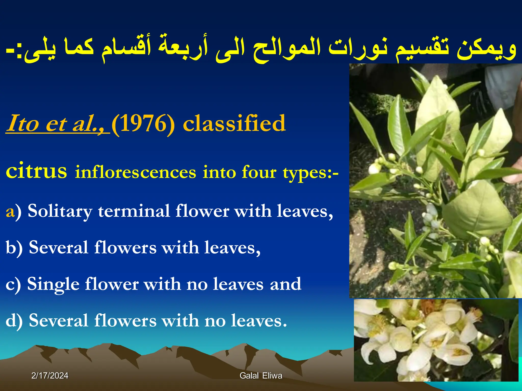 Ito et al., (1976) classified
citrus inflorescences into four types:-
a) Solitary terminal flower with leaves,
b) Several flowers with leaves,
c) Single flower with no leaves and
d) Several flowers with no leaves.
‫ٌلى‬ ‫كما‬ ‫أقسام‬ ‫أربعة‬ ‫الى‬ ‫الموالح‬ ‫نورات‬ ‫تقسٌم‬ ‫وٌمكن‬
:
-
2/17/2024 Galal Eliwa 43
 