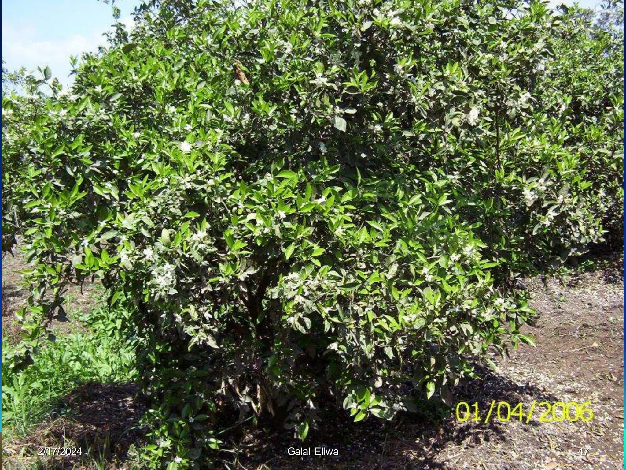 2/17/2024 Galal Eliwa 47
 